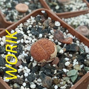 Lithops aucampiae v. koelemanii
