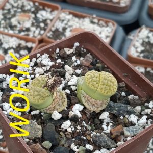 Lithops fulviceps f. aurea