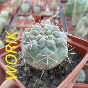 Gymnocalycium chubutense