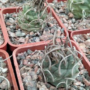 Turbinicarpus klinkerianus SB275 -MG- s