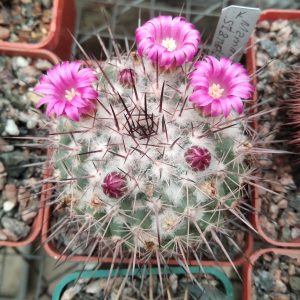 Mammillaria standleyi L045 -MG- s