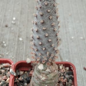 Tephrocactus strobiliformis -s