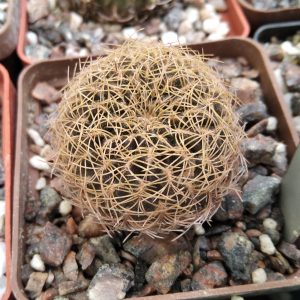 Sulcorebutia candiae -s