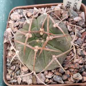 Gymnocalycium castelanosii v. ensispinum OF27-80-Las Chilcas- s