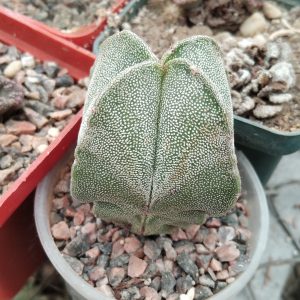 Astrophytum myriostigma -s