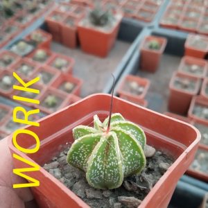 Astrophytum capricorne