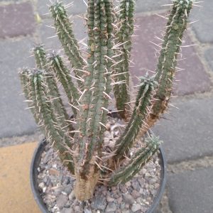 Euphorbia mammillaris -s
