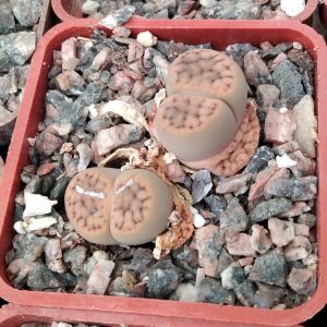Lithops schwantesii -s