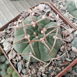 Gymnocalycium catamarcense v. ensispinum OF87-80 -s