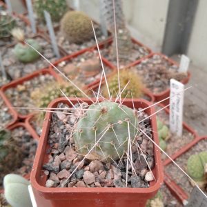 Tunilla longispina -s