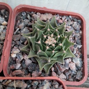 Obregonia denegrii -s