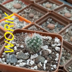 Mammillaria hahniana
