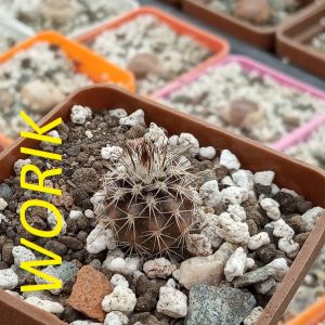 Setiechinopsis mirabilis