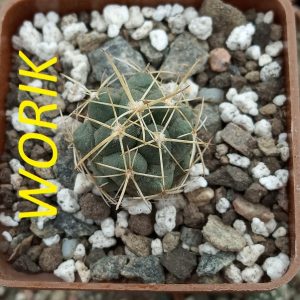 Coryphantha andrea