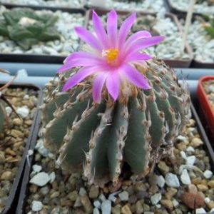 geoxentonia mexicana own root
