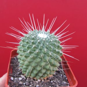 Mammillaria un Pico