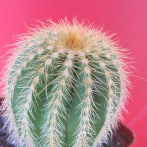Eriocactus warasii