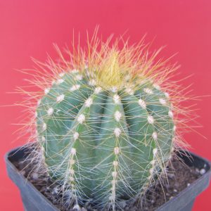 Eriocactus magnificus