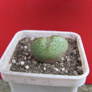Conophytum taylorianum