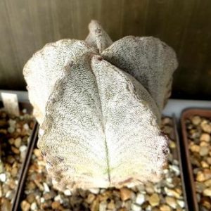 astrophytum myriostigma tulense Runde Ripper