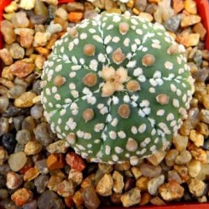 astrophytum super kabuto