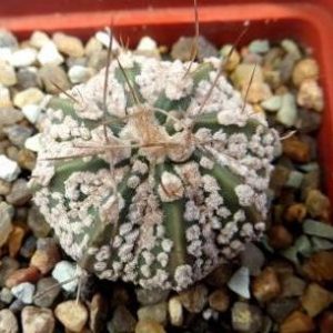 astrophytum super kabuto