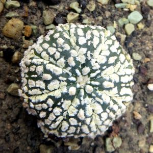 astrophytum super kabuto super white