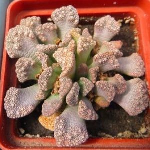 titanopsis calcarea