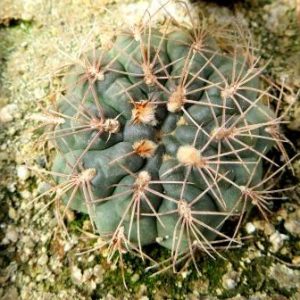 gymnocalycium  species KR 331 Cordoba