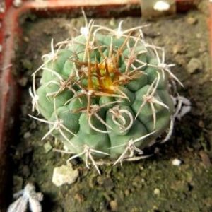 3508 gymnocalycium species