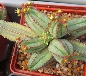 euphorbia tubiglans