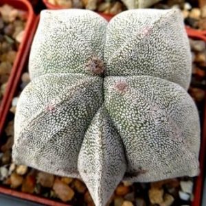 astrophytum myriostigma quadricostatum