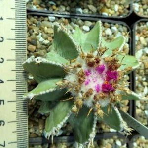 aztekium hintonii own root