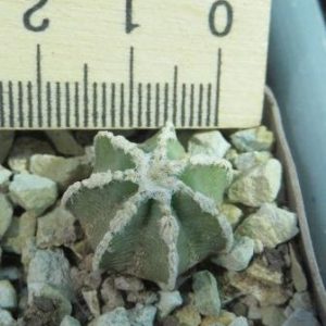 aztekium hintonii own root