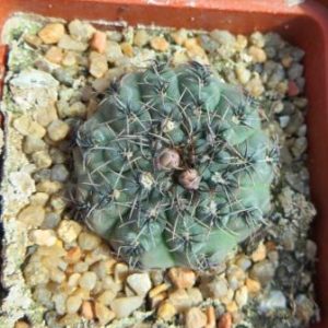 gymnocalycium species