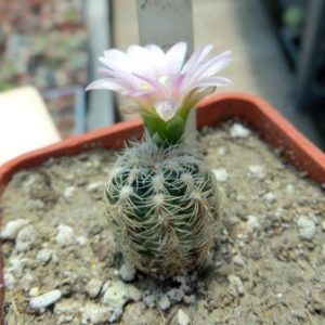 gymnocalycium bruchii