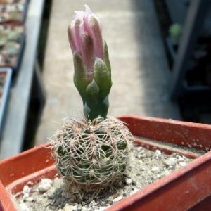 gymnocalycium bruchii v. niveum