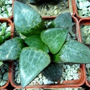 haworthia comptoniana
