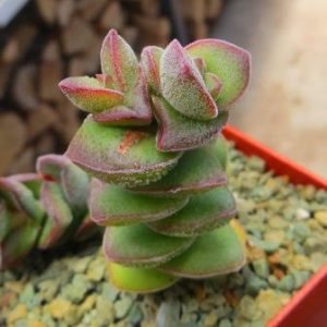 crassula species