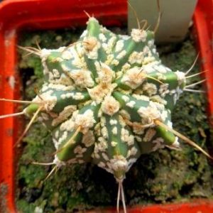 astrophytum hybrid