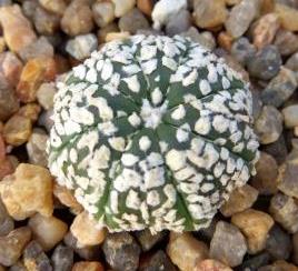 astrophytum super kabuto super white
