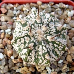 astrophytum super kabuto