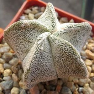 astrophytum onzuka