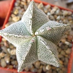 astrophytum onzuka