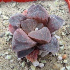 haworthia pygmaea crystallina