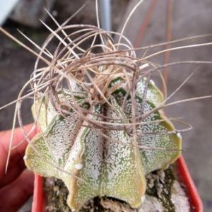 astrophytum weise stachel