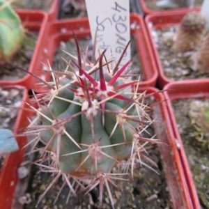 430 MG ferocactus santa maria