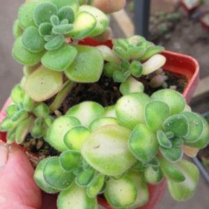 aeonium mini variegata