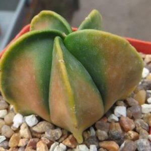 astrophytum varieties