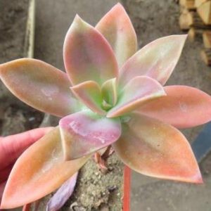 echeveria special